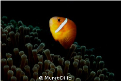 Bandos Reef
Male by Murat Dilici 